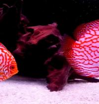 Zamob Red Fish 02