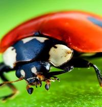 Zamob red ladybird