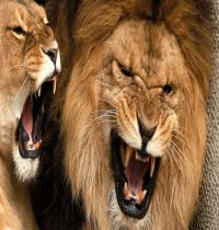 Zamob Roaring Lions