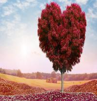 Zamob Romance Heart Tree
