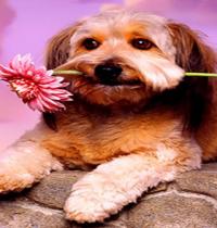 Zamob romantic dog with flower