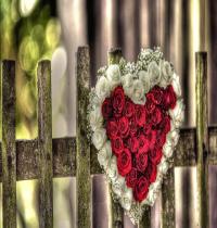 Zamob Roses Heart
