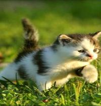 Zamob run kitty
