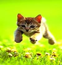 Zamob runner baby cat
