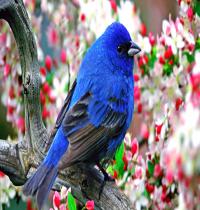 Zamob Saxe Blue Bird