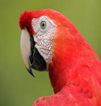 Zamob Scarlet Macaw Portrait Amazon