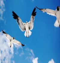 Zamob Seagulls Attack