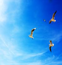 Zamob Seagulls in Flight