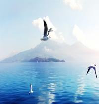 Zamob Seagulls in Switzerland