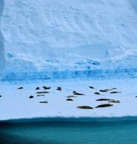 Zamob Seal ice Ledge