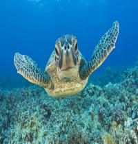 Zamob Sea Turtle In Undersea