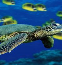 Zamob Sea Turtle v5
