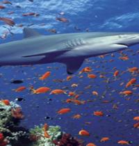 Zamob Shark Coral Reef