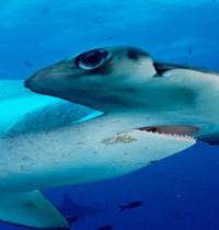 Zamob Shark Hammerhead