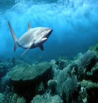 Zamob Shark Underwater