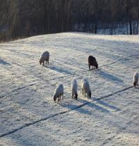 Zamob sheep grazing for winter