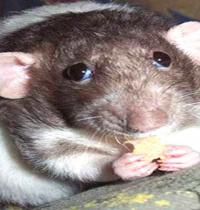 Zamob shy mouse