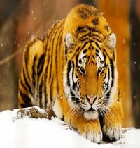 Zamob Siberian Snow Tiger