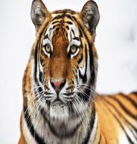 Zamob Siberian Tiger