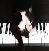 Zamob Sleeping Cat On Piano
