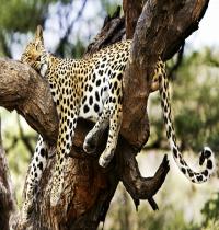 Zamob Sleeping Cheetah