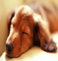Zamob Sleeping Dog