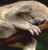 Zamob sleeping koala