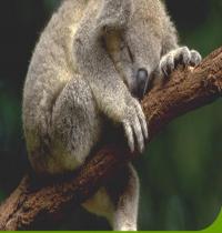 Zamob Sleeping Koala 01