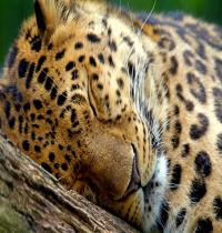 Zamob Sleeping Leopard