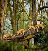 Zamob Sleeping Lions