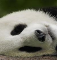 Zamob Sleeping Panda