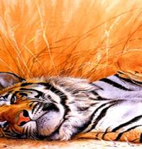 Zamob sleeping tiger 01
