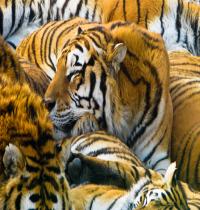 Zamob Sleeping Tigers