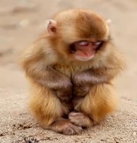 Zamob sleepy baby monkey
