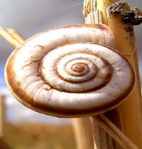 Zamob snail