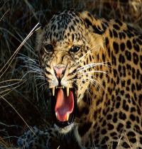 Zamob Snarling Cheetah