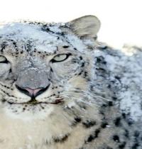 Zamob Snow Leopard