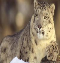 Zamob Snow Leopard 01