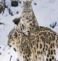 Zamob Snow Leopard 02