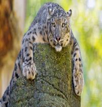 Zamob Snow Leopard 03