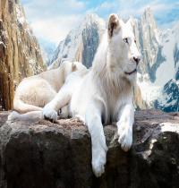 Zamob Snow Lion