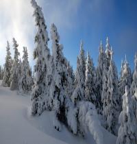 Zamob Snow Trees HDTV 1080p