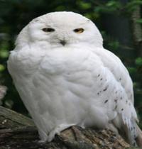 Zamob snow white big owl
