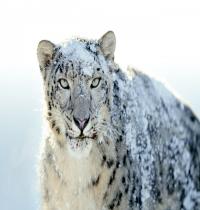 Zamob Snow White Leopard Wide