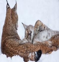 Zamob Snow Winter Couple Lynx