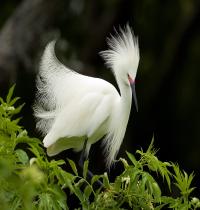 Zamob Snowy Egret in Breeding...