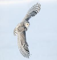 Zamob Snowy Owl