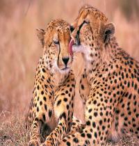 Zamob South African Cheetahs