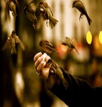 Zamob Sparrows Hand