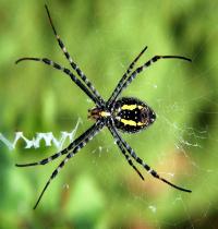 Zamob Spider And Cobweb